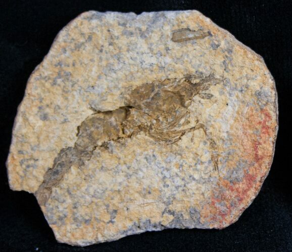 Triassic Fossil Shrimp From Madagascar #7262